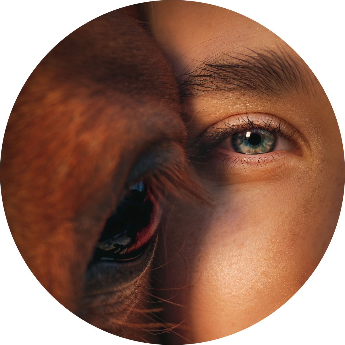 Wight Horse CIC's profile pic